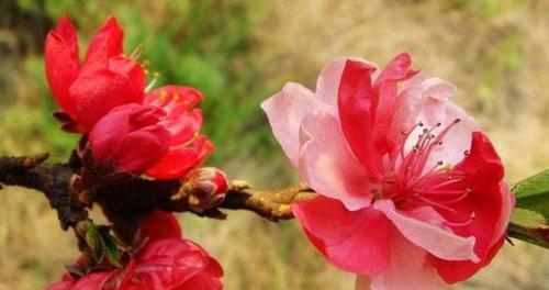 桃花花语和寓意代表什么？如何解读桃花的象征意义？