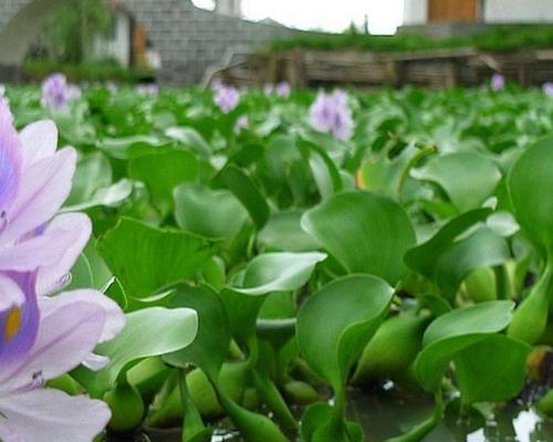 浮萍属于被子植物吗？浮萍的分类和特性是什么？
