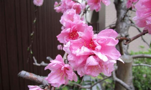 桃花象征着什么意义？桃花在文化中代表了哪些美好寓意？