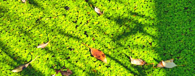 浮萍属于藻类植物吗？浮萍的分类和特性是什么？