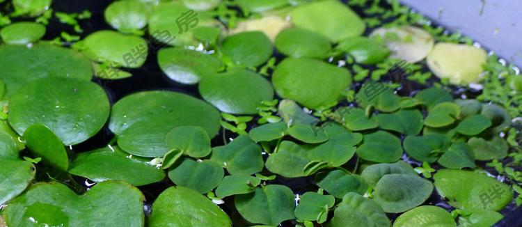 浮萍属于藻类植物吗？浮萍的分类和特性是什么？