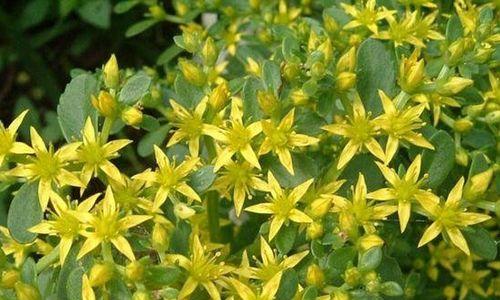 田七开花的颜色和寓意是什么？