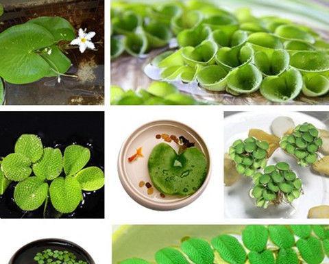 浮萍繁殖后代的最佳时间和方法是什么？