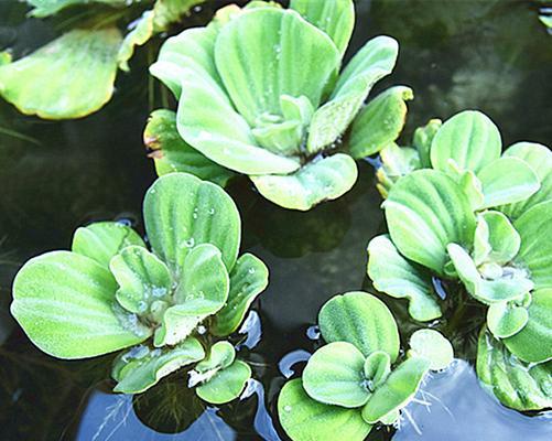 浮萍的外观特征是什么？如何区分不同种类的浮萍？