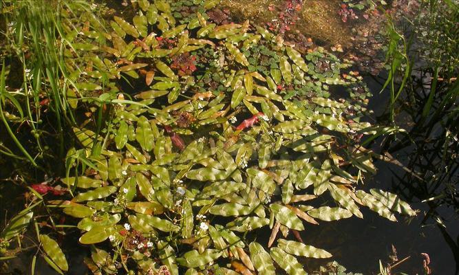 浮水植物有哪些种类？它们的养护方法是什么？