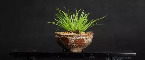 符石菖蒲修根的最佳方法是什么？修根后如何正确养护？