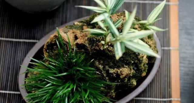 符石菖蒲修根的最佳方法是什么？修根后如何正确养护？