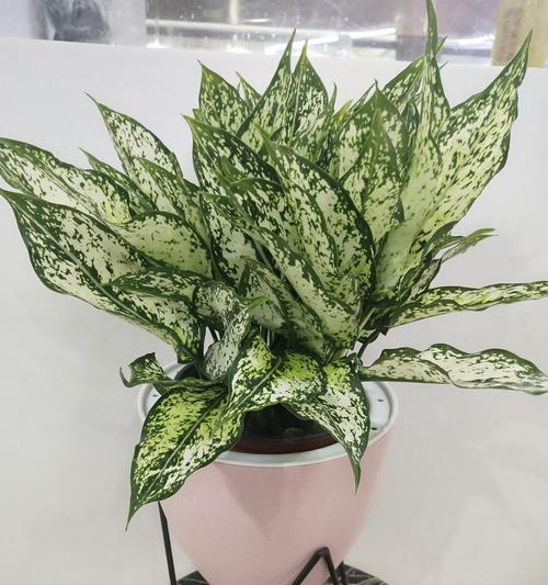 福果精灵养殖方法有哪些？如何正确养殖福果精灵？