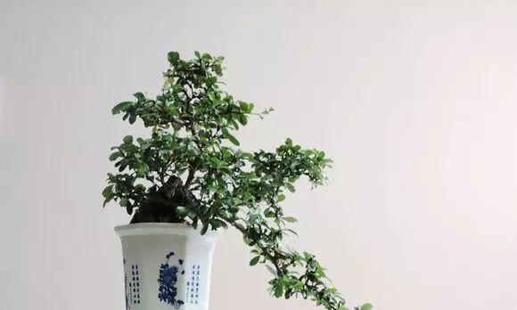 福建茶盆景养护用什么土最好？栽培技巧有哪些？