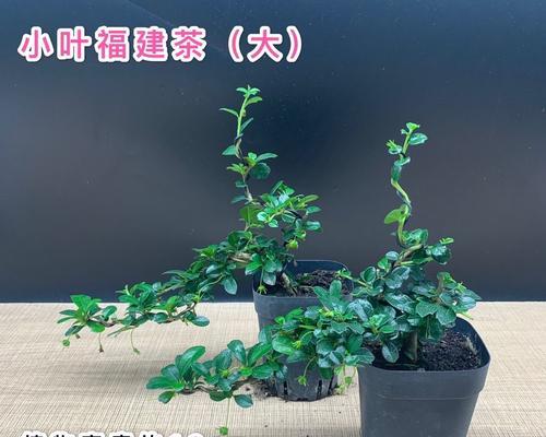 福建茶适合在家里养吗？养在家里对风水有影响吗？