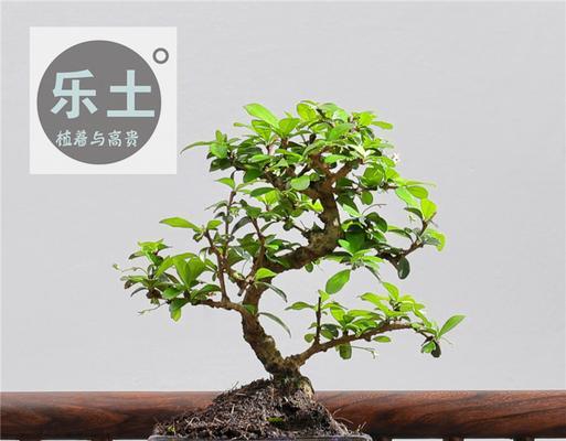 福建茶适合在家里养吗？养在家里对风水有影响吗？