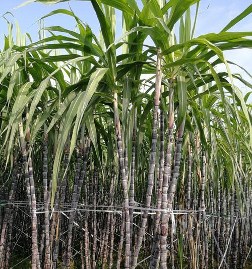 福建甘蔗产地在哪里？了解甘蔗的种植区域和特点