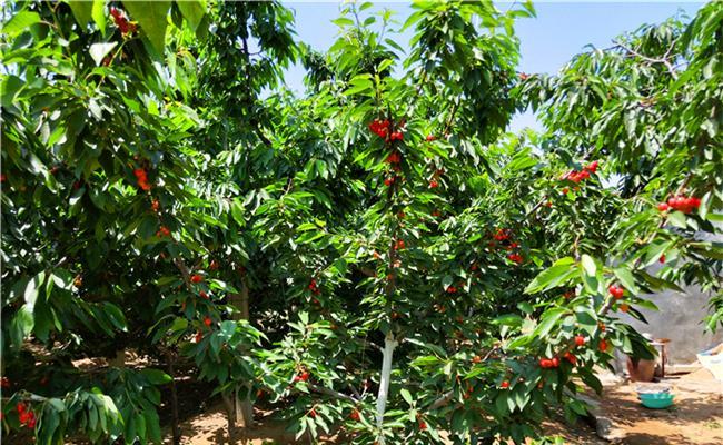 福建可以种樱桃吗？种植条件和注意事项是什么？