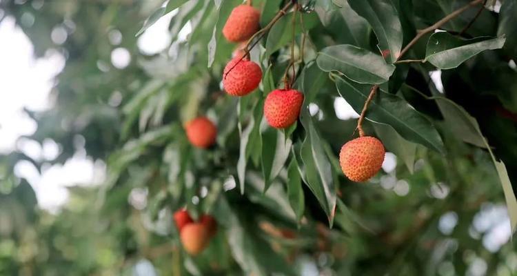 福建荔枝什么时候成熟上市？如何挑选最新鲜的荔枝？