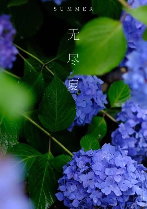 无尽夏的花语和寓意花语是什么意思？如何理解无尽夏的深层含义？