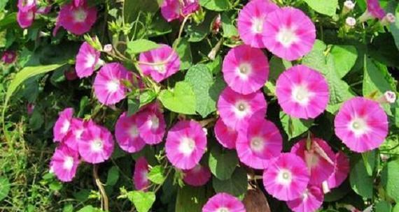 五瓣花的花语和寓意是什么？五瓣花代表了哪些美好祝愿？