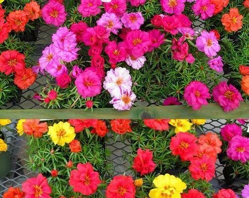午时花的花语和寓意是什么？午时花象征着什么含义？