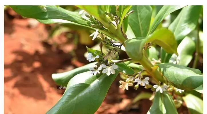 福木果实能吃吗？食用安全性和营养价值解析？