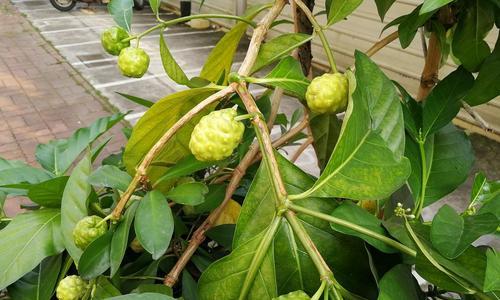 福木果实能吃吗？食用安全性和营养价值解析？