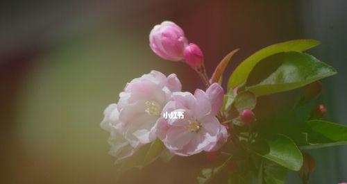西府海棠的花语是什么？它的寓意有哪些常见问题？
