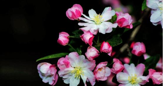 西府海棠的花语是什么？它的寓意有哪些常见问题？