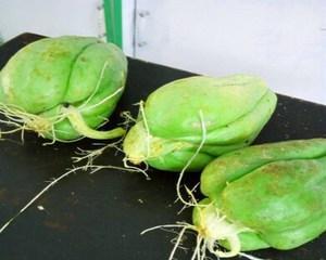 福寿瓜留种子的最佳方法是什么？步骤和注意事项有哪些？