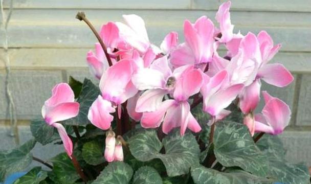 仙客来花语寓意详解？如何正确理解仙客来的花语含义？