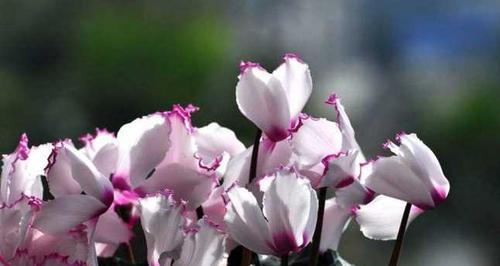 仙客来花语寓意详解？如何正确理解仙客来的花语含义？