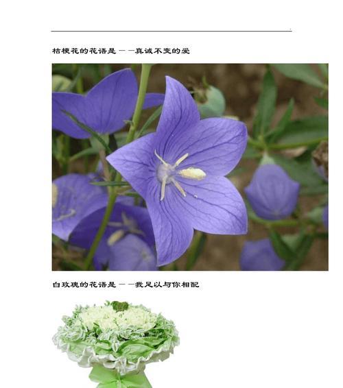 仙人球花象征着什么？花语与寓意有哪些常见问题解答？