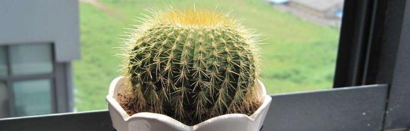 仙人球花语象征与寓意代表什么含义？如何解读仙人球的花语？