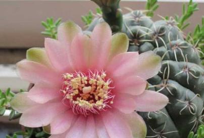 仙人球开花寓意着什么？开花兆头有哪些？