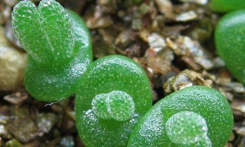 腐叶土适合种植多肉植物吗？使用方法和注意事项是什么？