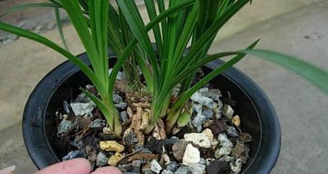 腐叶土适合种植兰花吗？使用腐叶土种植兰花的注意事项是什么？