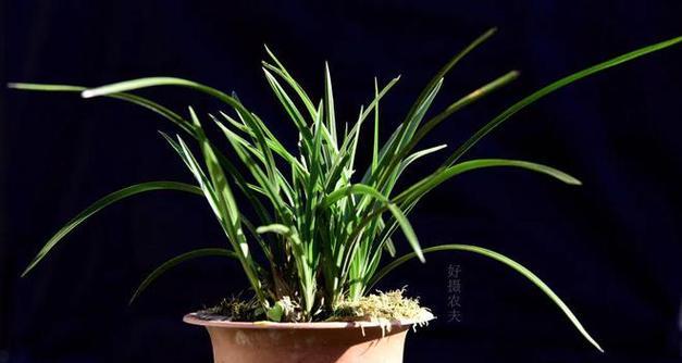 腐叶土适合种植兰花吗？使用腐叶土种植兰花的注意事项是什么？