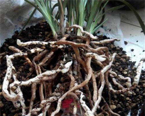 腐叶土适合种植兰花吗？使用腐叶土种植兰花的注意事项是什么？