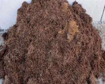 腐殖土是什么土？它对植物生长有哪些好处？