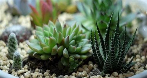 腐殖土适合种什么植物？如何正确使用腐殖土种植？