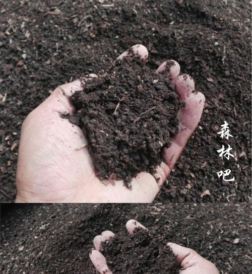 腐殖土适合种什么植物？如何正确使用腐殖土种植？