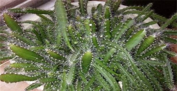 仙人指花语象征与寓意是什么？如何正确解读仙人指的花语？