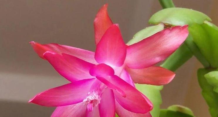 仙人指花语象征与寓意是什么？如何正确解读仙人指的花语？