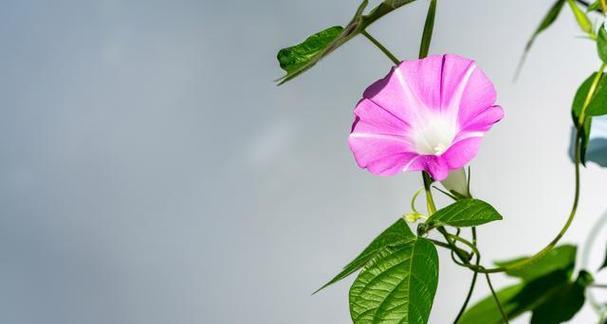 鲜花代表什么象征意义？不同种类鲜花的含义有哪些？