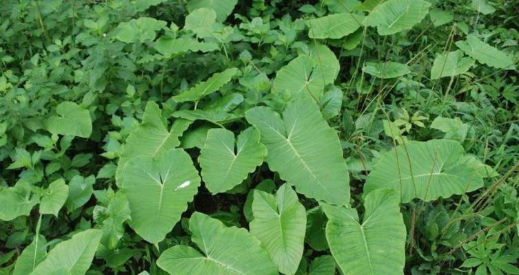 附子泡水喝安全吗？附子泡水的正确方法是什么？