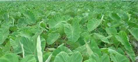 附子泡水喝安全吗？附子泡水的正确方法是什么？