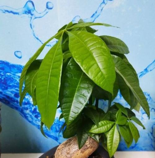 复合肥可以浇发财树吗？使用复合肥的正确方法是什么？