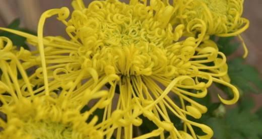 湘潭市花是菊花吗？菊花在湘潭文化中象征着什么？