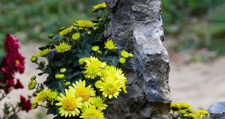 湘潭市花是菊花吗？菊花在湘潭文化中象征着什么？
