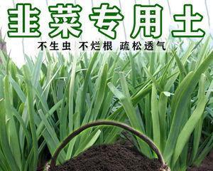复合肥可以浇韭菜吗？正确施肥方法是什么？