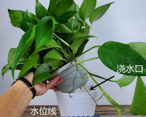 复合肥可以浇绿萝吗？使用复合肥对绿萝生长的影响是什么？
