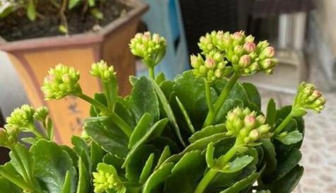复合肥能用于浇灌长寿花吗？使用复合肥的正确方法是什么？
