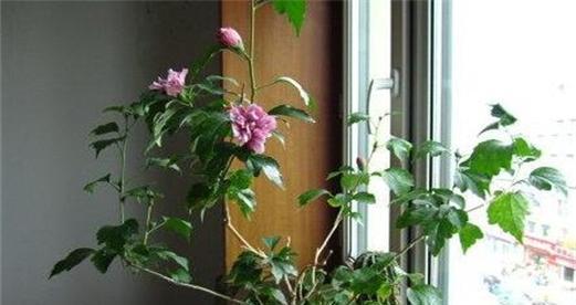 复合肥适合养什么花？如何正确使用复合肥来促进花卉生长？